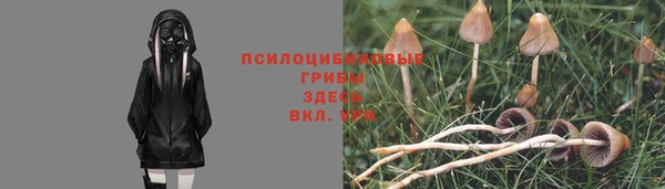 сатива Осинники